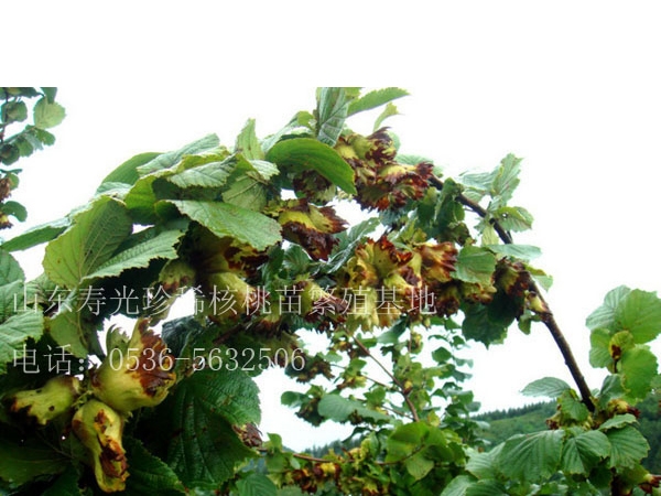 榛子苗二年結果