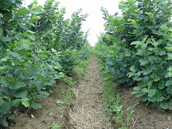 遼榛8號榛子苗（81-82）