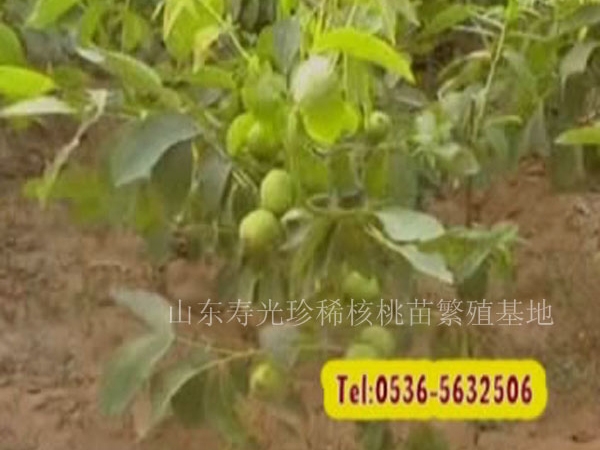 優質核桃嫁接苗