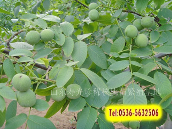 四年生核桃苗內膛枝結果