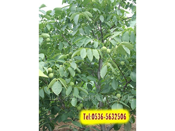 核桃苗三年結果