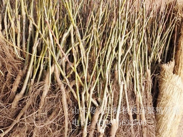 專業(yè)起苗，根系完整