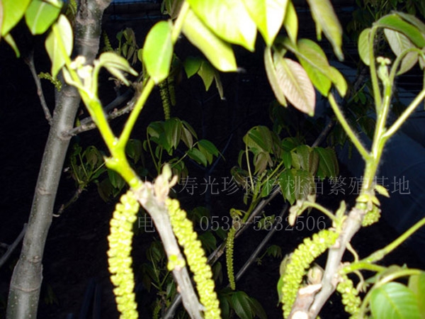 核桃苗雌雄花同時(shí)開(kāi)放